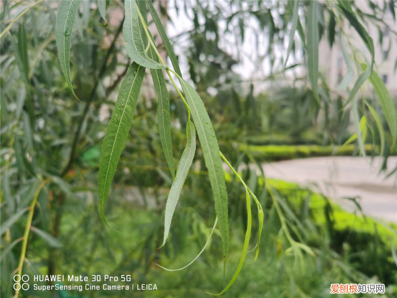 適合朝陽的綠植品種，朝陽適合養(yǎng)什么花，市花和市樹是什么？