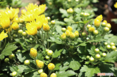 適合朝陽(yáng)的綠植品種，朝陽(yáng)適合養(yǎng)什么花，市花和市樹(shù)是什么？