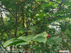 泰州地區(qū)適合栽種什么果樹，泰州適合養(yǎng)什么花，市花和市樹是什么？