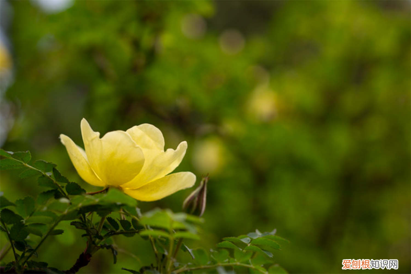 遼寧阜新花店，阜新適合養(yǎng)什么花，市花和市樹(shù)是什么？