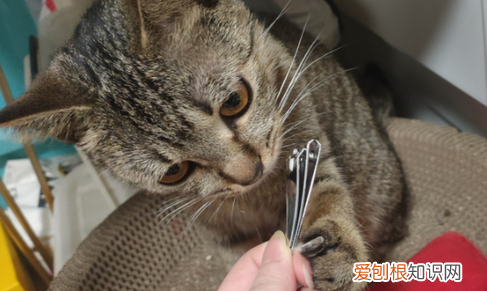 剪了貓咪血線會(huì)好嗎 ，不小心剪了貓咪的血線？