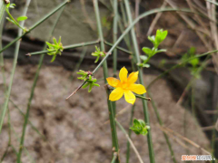 本溪有花海嗎，本溪適合養(yǎng)什么花，市花和市樹是什么？