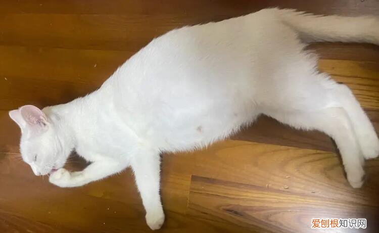 貓傳腹是怎么引起的 ，貓傳腹會傳染給其他貓嗎？