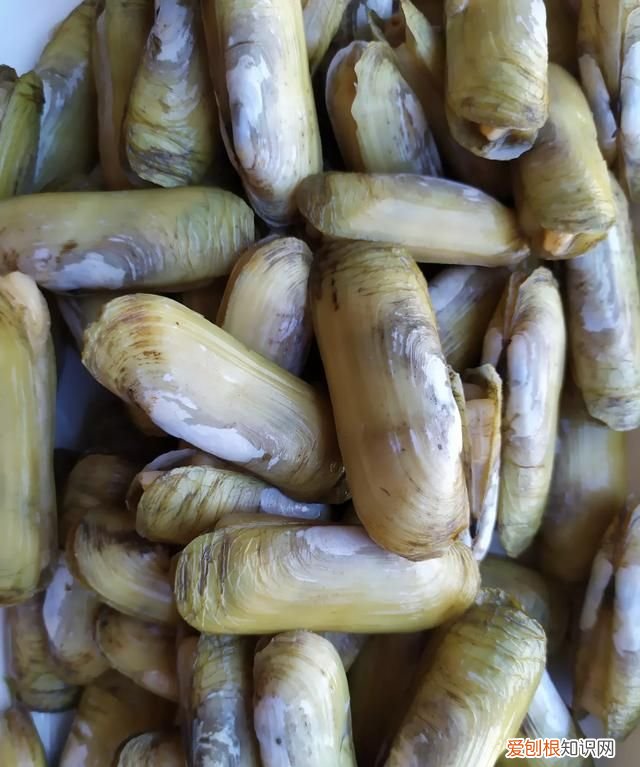 蟶子里面黑黑的東西是啥 ，蟶子里面的黑色？