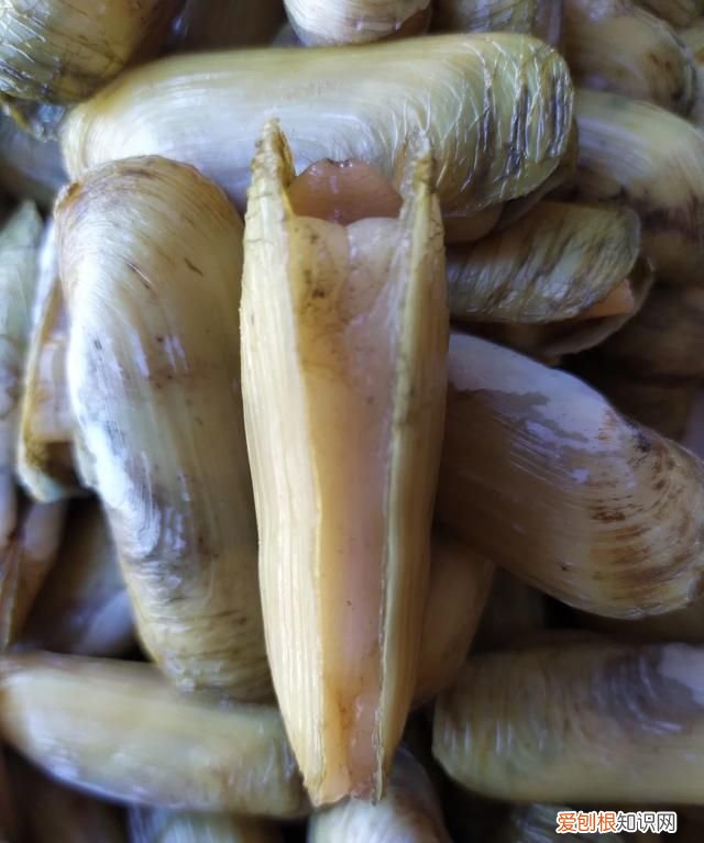 蟶子里面黑黑的東西是啥 ，蟶子里面的黑色？