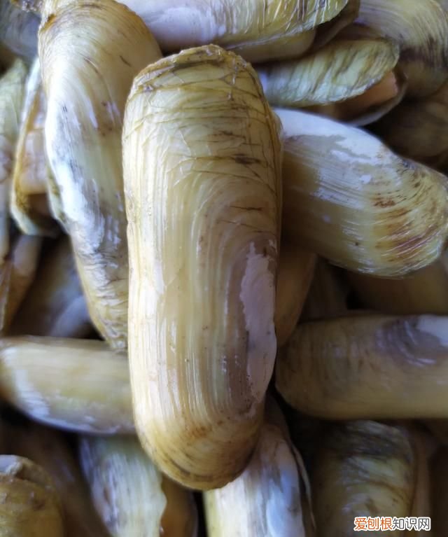 蟶子里面黑黑的東西是啥 ，蟶子里面的黑色？