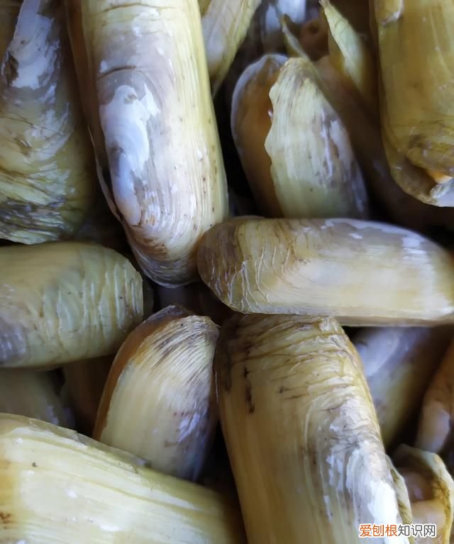 蟶子里面黑黑的東西是啥 ，蟶子里面的黑色？