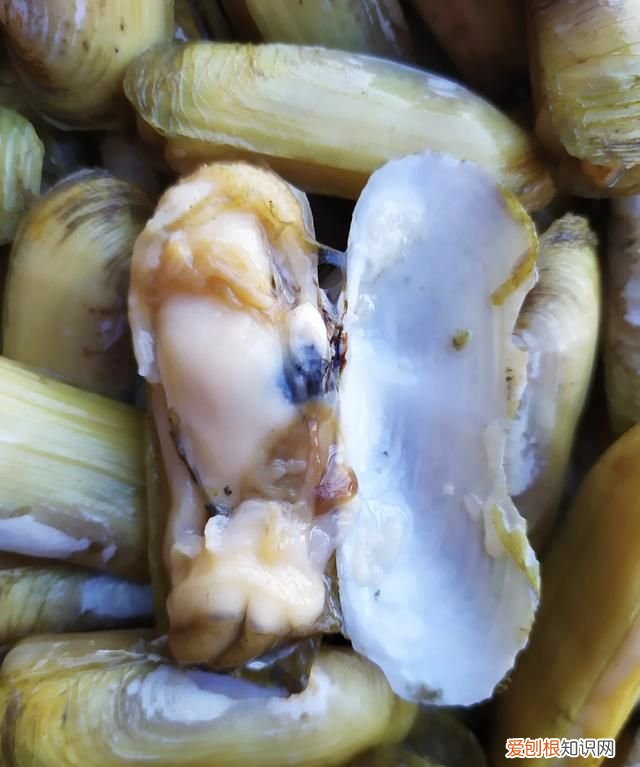 蟶子里面黑黑的東西是啥 ，蟶子里面的黑色？