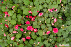 清遠(yuǎn)有花市嗎，清遠(yuǎn)適合養(yǎng)什么花，市花和市樹(shù)是什么？