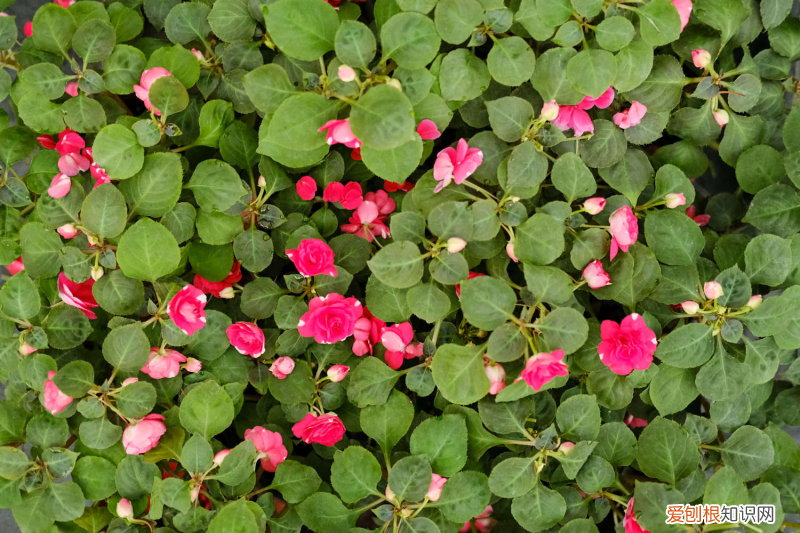 清遠(yuǎn)有花市嗎，清遠(yuǎn)適合養(yǎng)什么花，市花和市樹(shù)是什么？