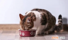 貓見到吃的就像瘋了一樣怎么改 ，對貓最有效的懲罰？