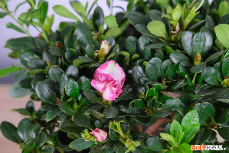 丹東適合養(yǎng)什么花,市花和市樹是什么樹，丹東適合養(yǎng)什么花，市花和市樹是什么？