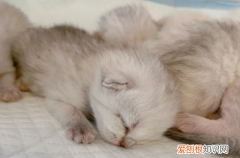 怎么判斷母貓生產(chǎn)完了 ，怎么看母貓生完了？