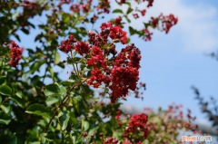 遼陽賞花好地方在哪，遼陽適合養(yǎng)什么花，市花和市樹是什么？