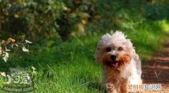 短腳長身梗怎么訓(xùn)練，短腳長身梗訓(xùn)練方法，短腳長身梗狗