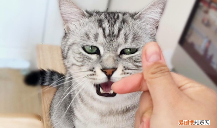 為什么主人走后貓咪狂叫 ，為什么主人走后貓咪狂叫不停？