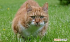 寵物貓血尿是什么原因 ，貓咪血尿？