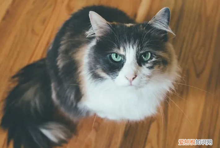 公貓做完絕育一年后讓母貓懷孕有影響嗎 ，公貓絕育一年后還有生育能力？