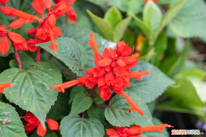 營口有什么樹可以種，營口適合養(yǎng)什么花，市花和市樹是什么？