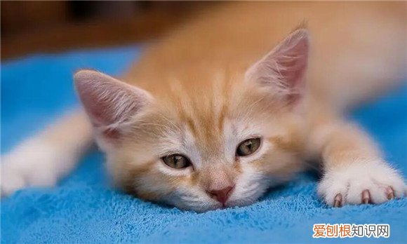 貓咪咬主人手是為什么 ，貓咪認(rèn)主的5大征兆？