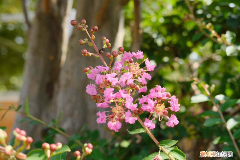 烏海有哪些海，烏海適合養(yǎng)什么花，市花和市樹是什么？