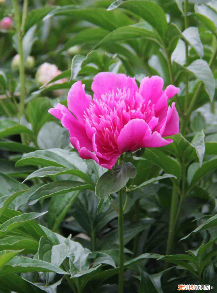 衡水有什么花，衡水適合養(yǎng)什么花，市花和市樹是什么？