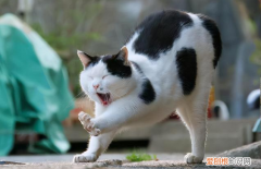 猫咪对话翻译器 ，猫咪喜欢你的10种表现？