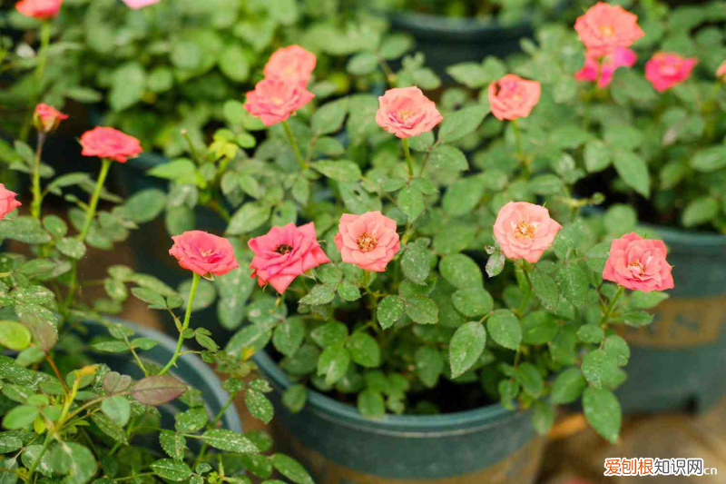 滄州有什么花，滄州適合養(yǎng)什么花，市花和市樹(shù)是什么？