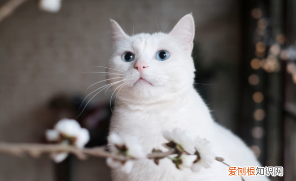 公貓乳腺變大 ，公貓乳腺炎癥狀圖片？