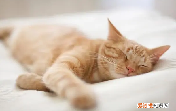 公猫为什么不建议绝育 ，公猫不绝育怎么防止乱尿？