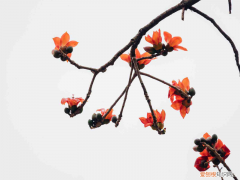 汕尾适合养什么花,市花和市树是什么树，汕尾适合养什么花，市花和市树是什么？