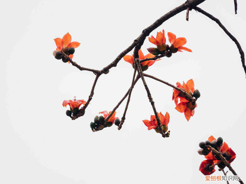 汕尾适合养什么花,市花和市树是什么树,汕尾适合养什么花,市花和市树是什么?