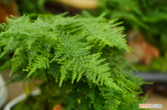 内蒙古乌兰察布市种什么花，乌兰察布适合养什么花，市花和市树是什么？