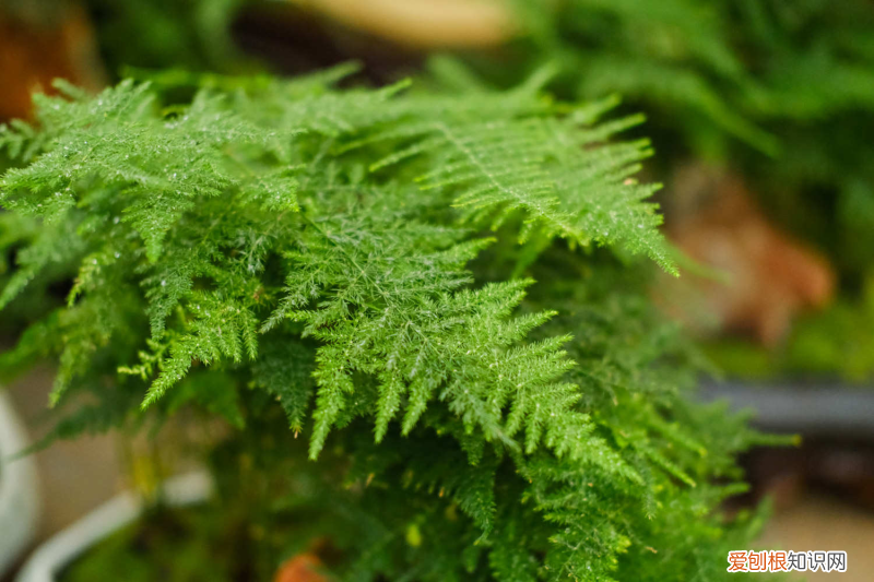 內(nèi)蒙古烏蘭察布市種什么花，烏蘭察布適合養(yǎng)什么花，市花和市樹是什么？