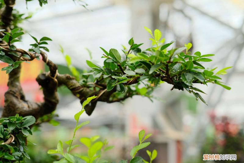 個(gè)人健康碼怎么查詢(xún)軌跡，鄂爾多斯適合養(yǎng)什么花，市花和市樹(shù)是什么？