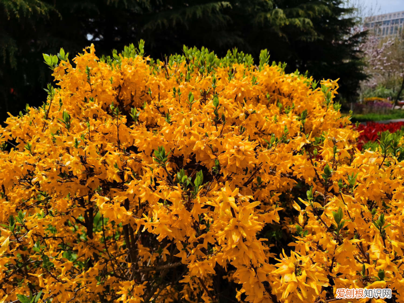 個(gè)人健康碼怎么查詢(xún)軌跡，鄂爾多斯適合養(yǎng)什么花，市花和市樹(shù)是什么？