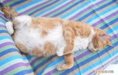 猫发的情的周期有几天 ，猫发出情的表现？