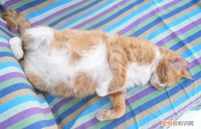 貓發(fā)的情的周期有幾天 ，貓發(fā)出情的表現(xiàn)？