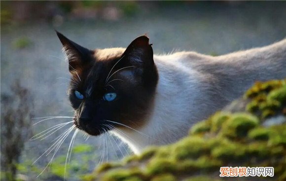 猫在家到处尿是怎么回事 ,猫咪在家里乱尿乱拉怎么办?