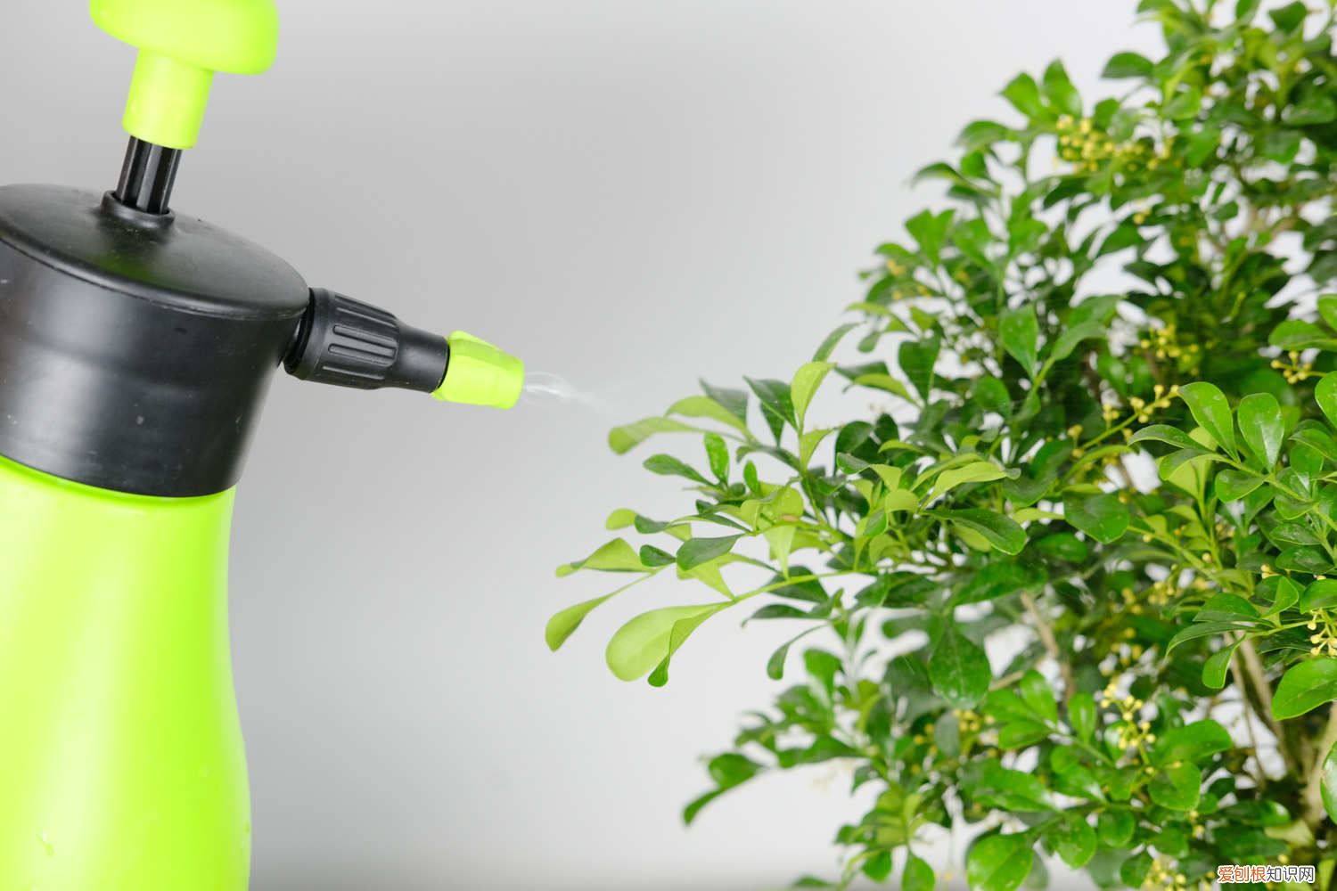 夏天适合种什么植物比较好养活，夏天适合种什么植物？
