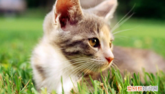 猫的肛门腺需要定期挤吗 ，猫肛门腺需要挤吗？