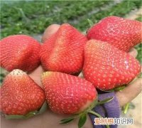 草莓苗泡水里多久会坏 ，草莓种子在水里泡多久？