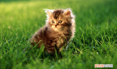 猫咪脚趾炎和猫癣区别 ，猫咪甲沟炎是什么样的图片？