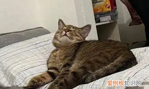 家里没人小猫会害怕吗视频 ，家里没人小猫会害怕吗怎么办？
