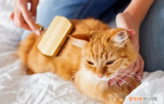 养猫过敏咋办 ，养猫咪过敏怎么办？