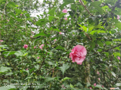 阳泉哪里有花卖花的市场，阳泉适合养什么花，市花和市树是什么？