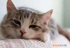 猫咪子宫蓄脓可以自愈吗多久 ，猫咪子宫蓄脓可以自愈吗视频？