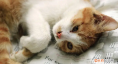 猫咬了多久之内要打疫苗 ，猫咬了多长时间会犯病？