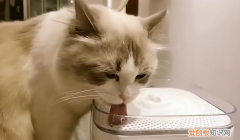 猫咪喝水盆是塑料的,会黑下巴吗 ，猫咪喝水盆里出现很多虫子？