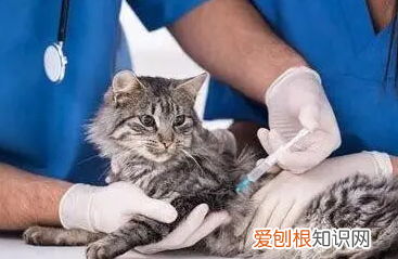 狗咬孩子四十多天了才发现 ，十天后猫没死人安全吗？